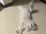 阿娜亚 2022款2022款进口依维柯玻璃钢T型