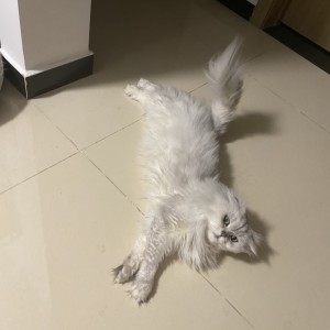 阿娜亚 2022款2022款进口依维柯玻璃钢T型