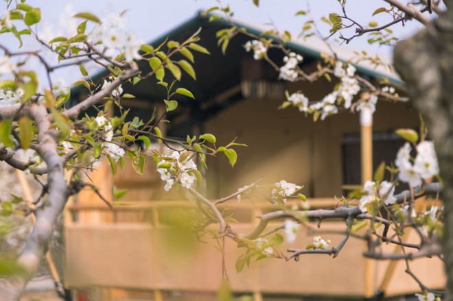 安徽砀山东篱蓬芦梨园帐篷酒店（41平）喜马拉雅野奢帐篷酒店&mdash;安徽砀山东篱蓬芦（梨园41平）14