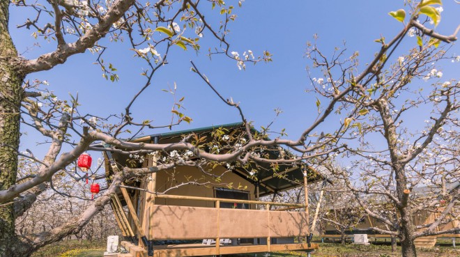 安徽砀山东篱蓬芦梨园帐篷酒店（54平）喜马拉雅野奢帐篷酒店&mdash;安徽砀山东篱蓬芦梨园帐篷酒店6