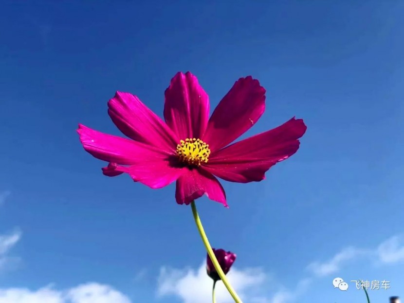 风景如画,当飞神房车遇到醉美大草原