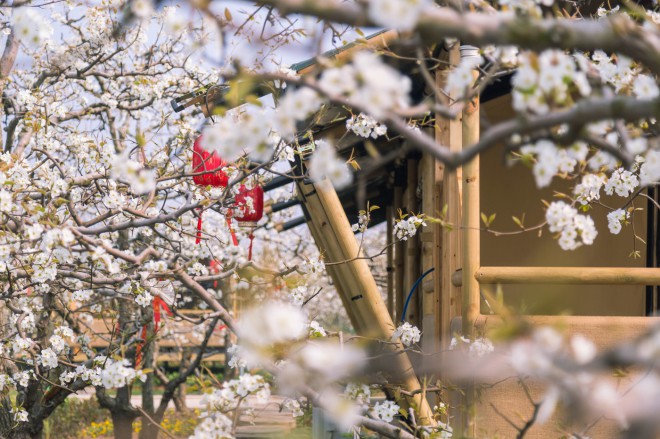 安徽砀山东篱蓬芦梨园帐篷酒店（78平）喜马拉雅野奢帐篷酒店&mdash;安徽砀山东篱蓬芦（梨园78平）16