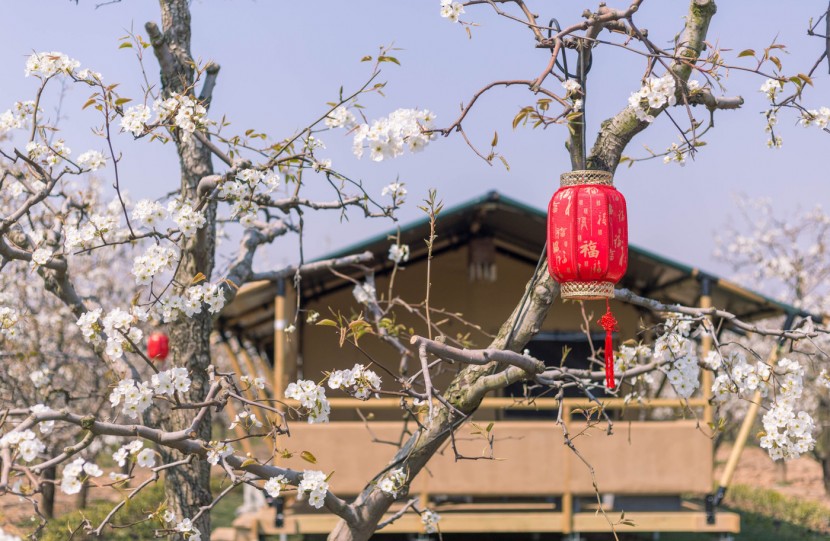 安徽砀山东篱蓬芦梨园帐篷酒店（54平）喜马拉雅野奢帐篷酒店&mdash;安徽砀山东篱蓬芦梨园帐篷酒店11