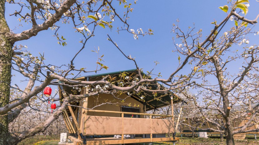 安徽砀山东篱蓬芦梨园帐篷酒店（54平）喜马拉雅野奢帐篷酒店&mdash;安徽砀山东篱蓬芦梨园帐篷酒店6