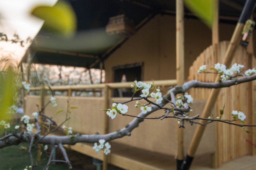 安徽砀山东篱蓬芦梨园帐篷酒店（41平）喜马拉雅野奢帐篷酒店&mdash;安徽砀山东篱蓬芦（梨园41平）20