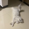 阿娜亚 2022款2022款进口依维柯玻璃钢T型